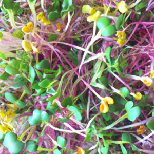 a guide to microgreen recipes