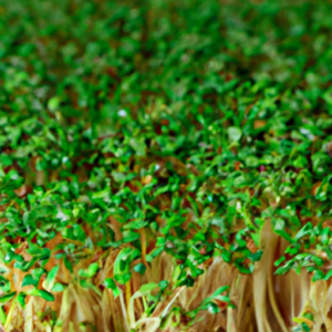 boosting hair health with microgreens