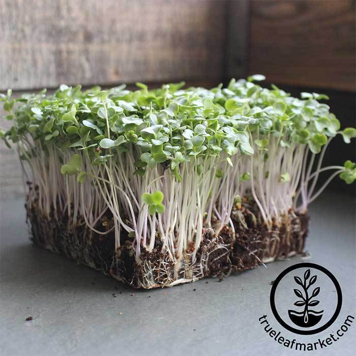 Broccoli Waltham 29 Microgreens Seeds