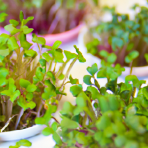 how to grow microgreens at home