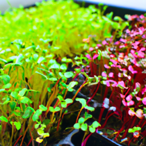 natural detoxification with microgreens