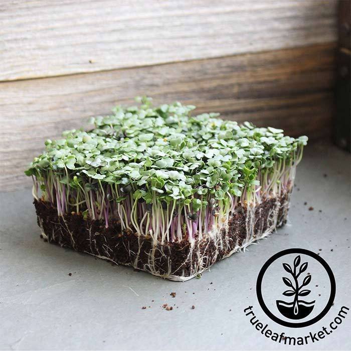 spicy salad mix seed review 3
