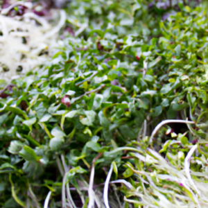 the nutritional benefits of microgreens