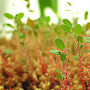 the power of quinoa microgreens