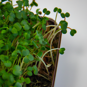 the role of marketing in microgreens business