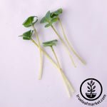 Broccoli Microgreens Seeds Review