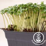 Broccoli Microgreens Seeds Review