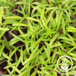 Dill Microgreens Seeds Review
