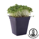 Green Cabbage Microgreens Seeds Review