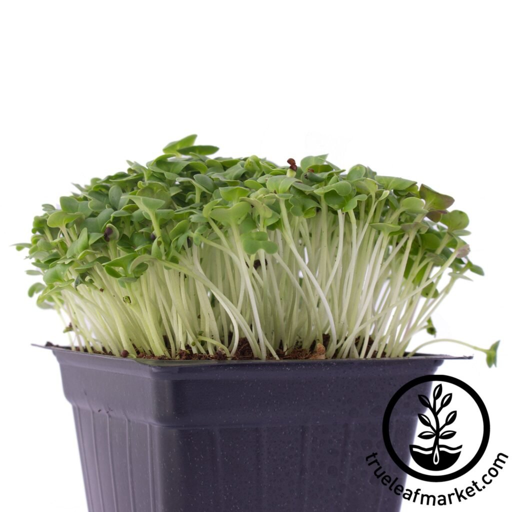 green cabbage microgreens seeds review 4