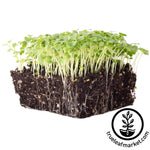 Green Mustard Microgreens Seeds Review