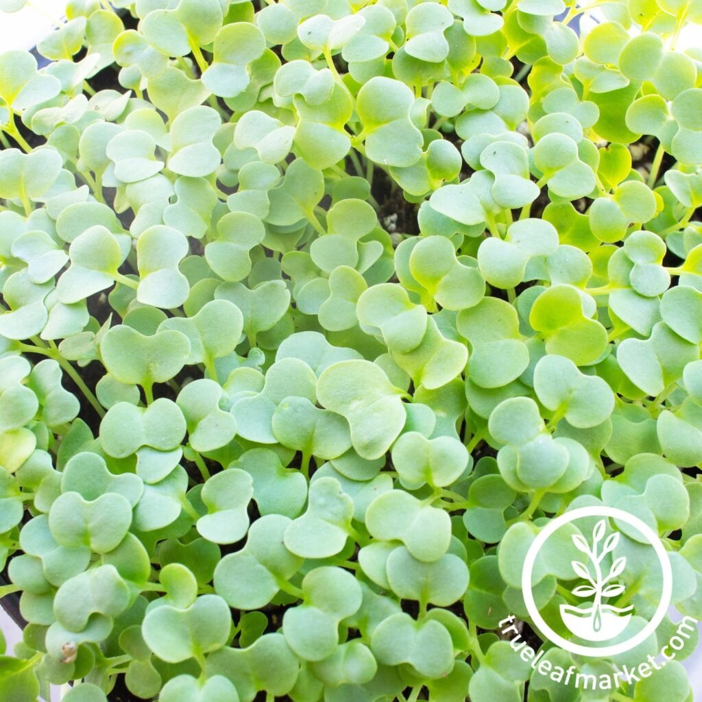 green mustard microgreens seeds review 5