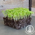 Green Mustard Microgreens Seeds Review