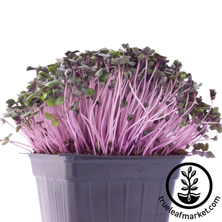 https://www.pntrac.com/t/1-8541-25049-8541?url=https%3A%2F%2Fwww.trueleafmarket.com%2Fproducts%2Fred-cabbage-microgreens-seeds%3Fvariant%3D31774405558387