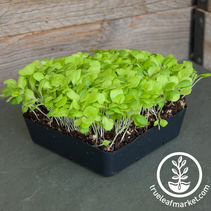 Lettuce Microgreens Seeds Review