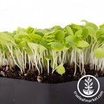 Lettuce Microgreens Seeds Review