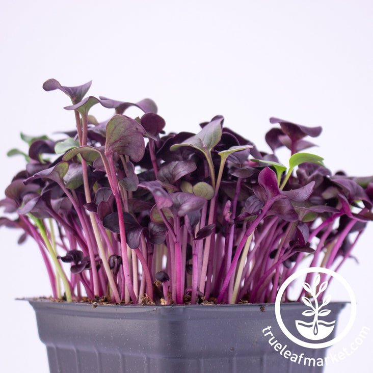 Radish Purple Microgreens Seeds Review