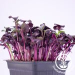 Radish Purple Microgreens Seeds Review