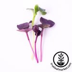 Radish Purple Microgreens Seeds Review