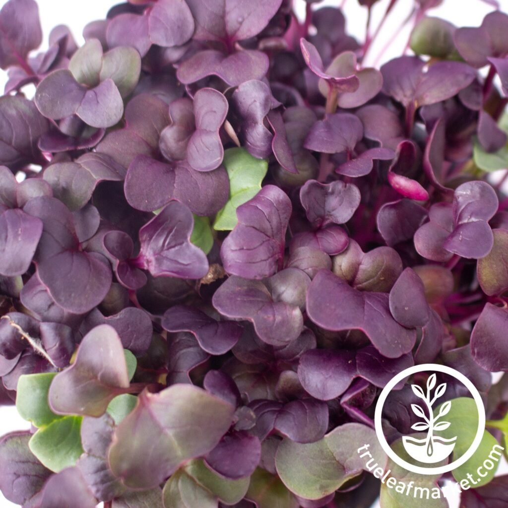 radish purple microgreens seeds review 5