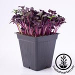 Radish Purple Microgreens Seeds Review