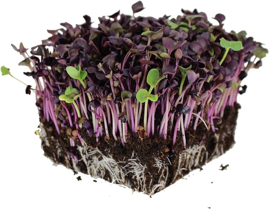 Sango Purple Radish Microgreens Seeds Review
