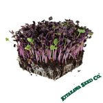 Sango Purple Radish Microgreens Seeds Review